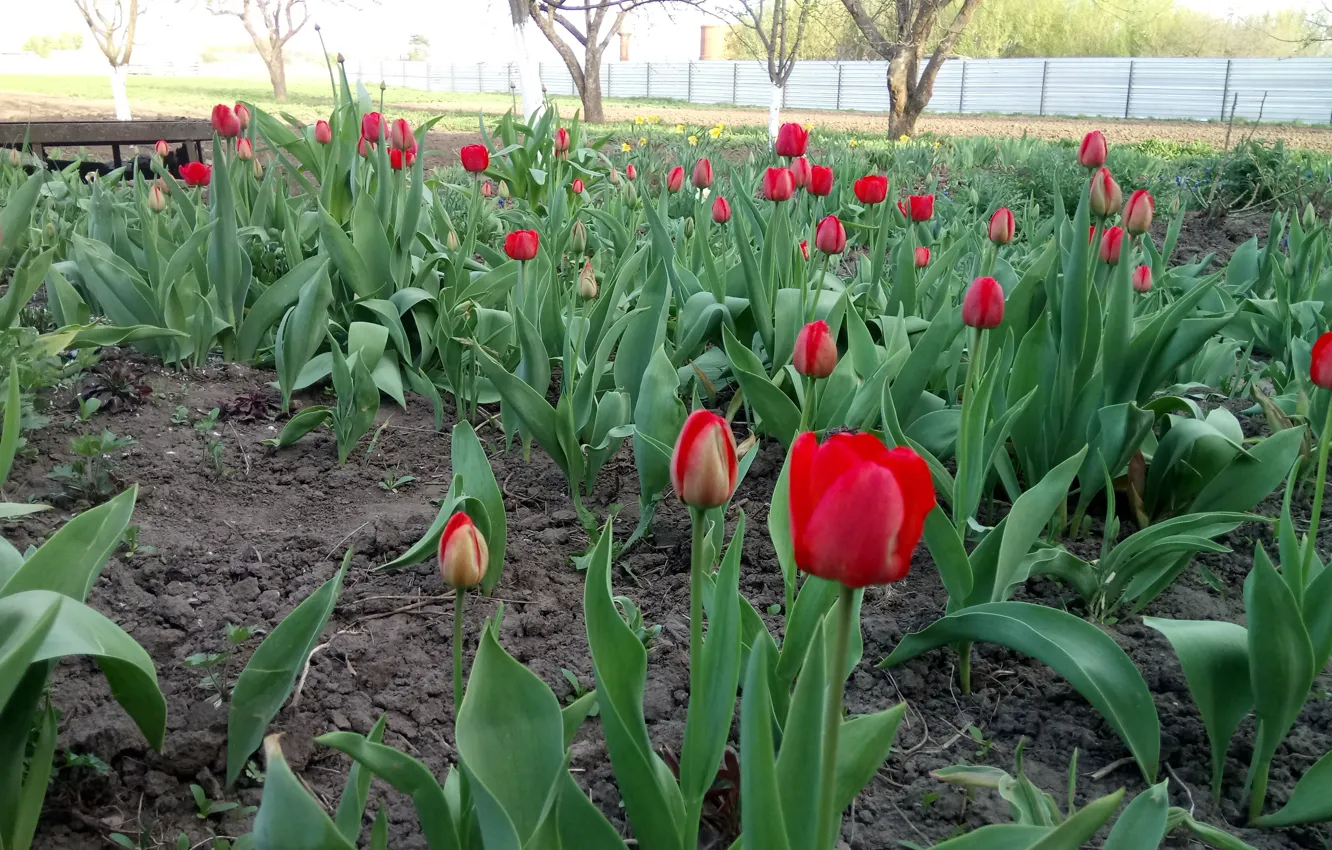 Фото обои весна, Тюльпаны, май