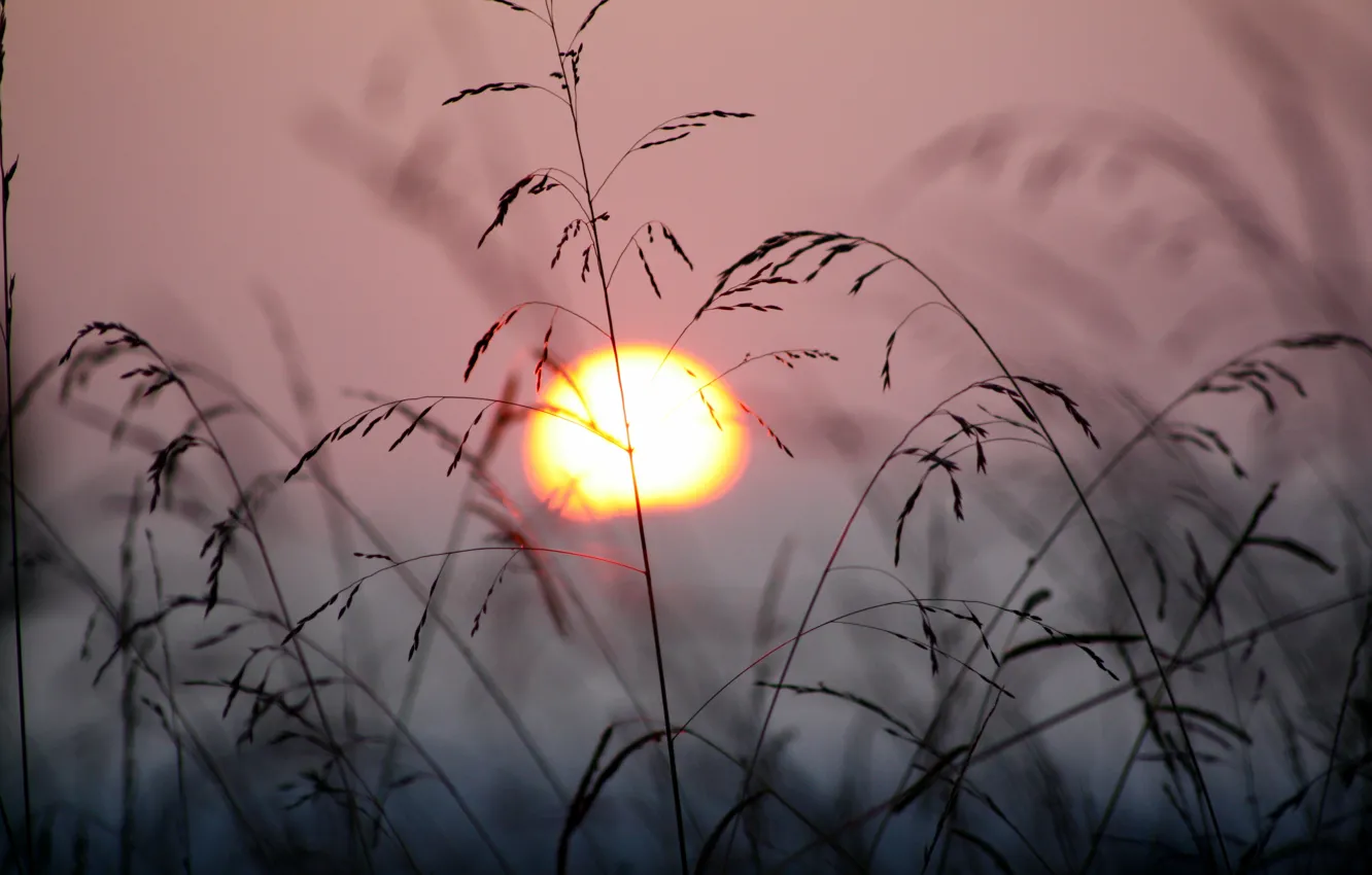 Фото обои трава, солнце, закат, природа, ветер, растения