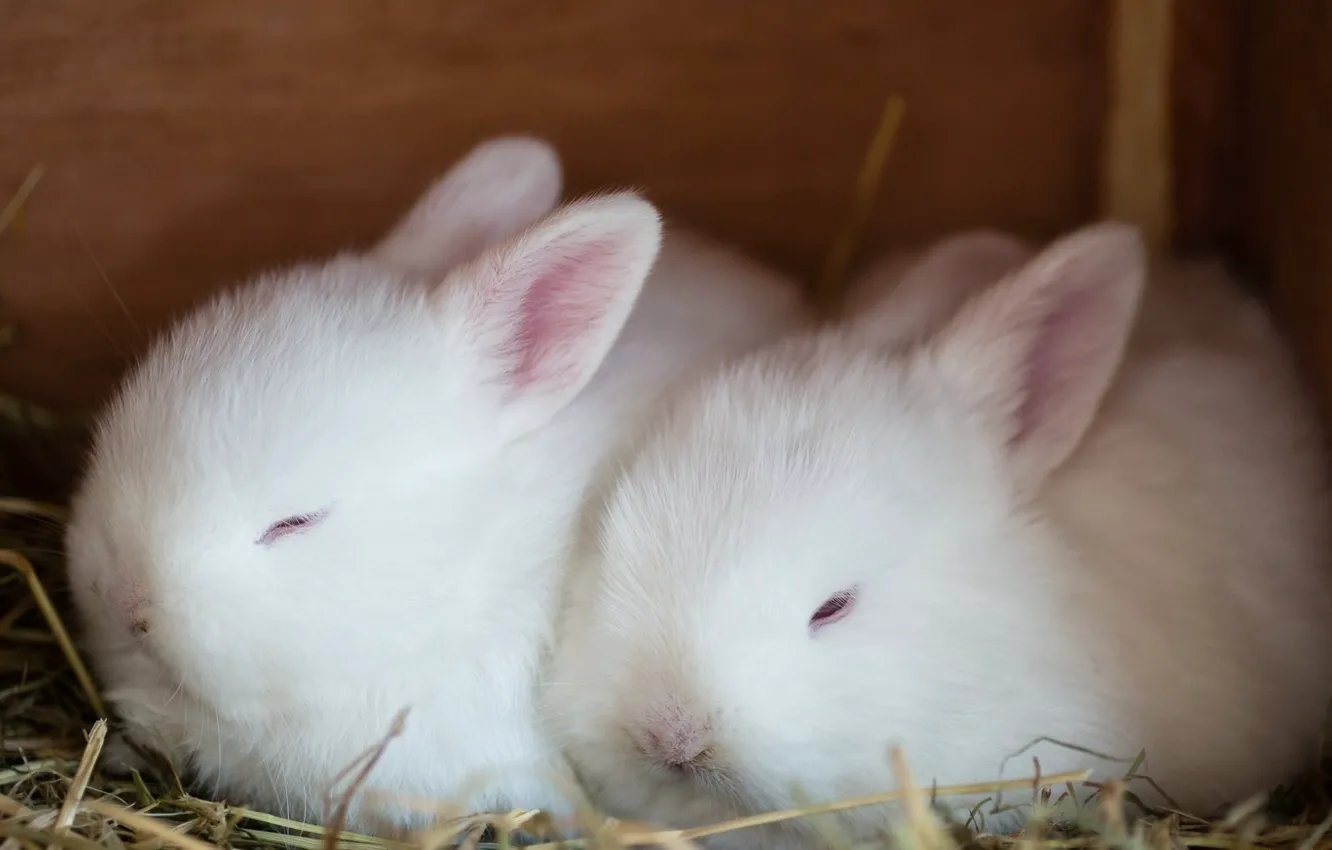 Фото обои пушистый, белые, крольчонок, альбинос