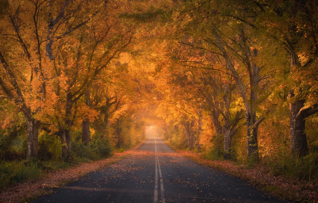 Фото обои дорога, осень, деревья, Австралия, опавшие листья