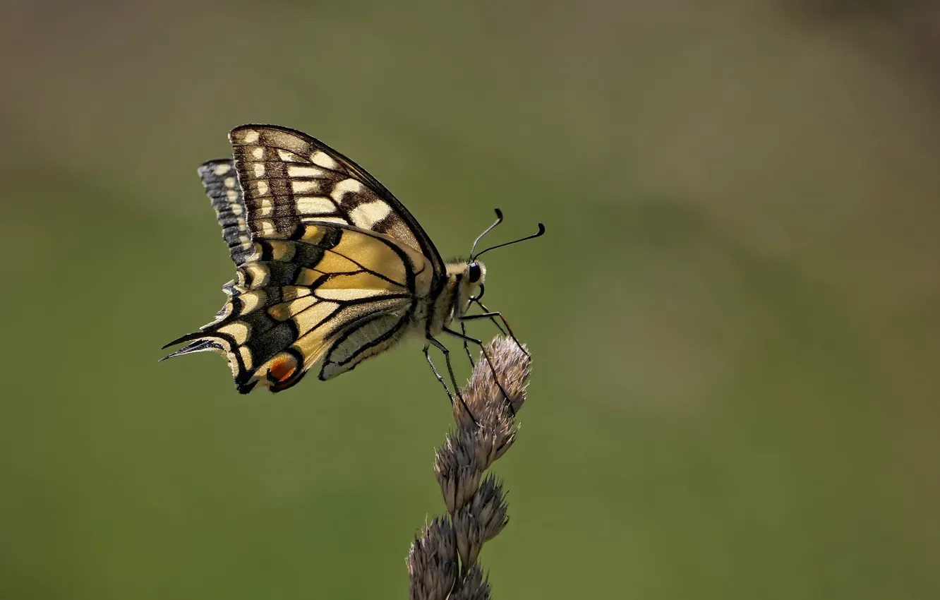 Фото обои макро, бабочка, butterfly