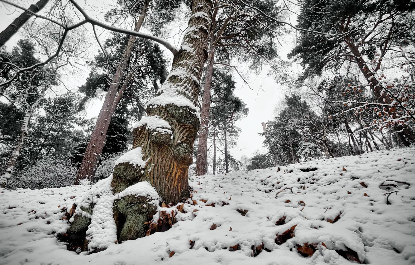 Фото обои зима, лес, дерево