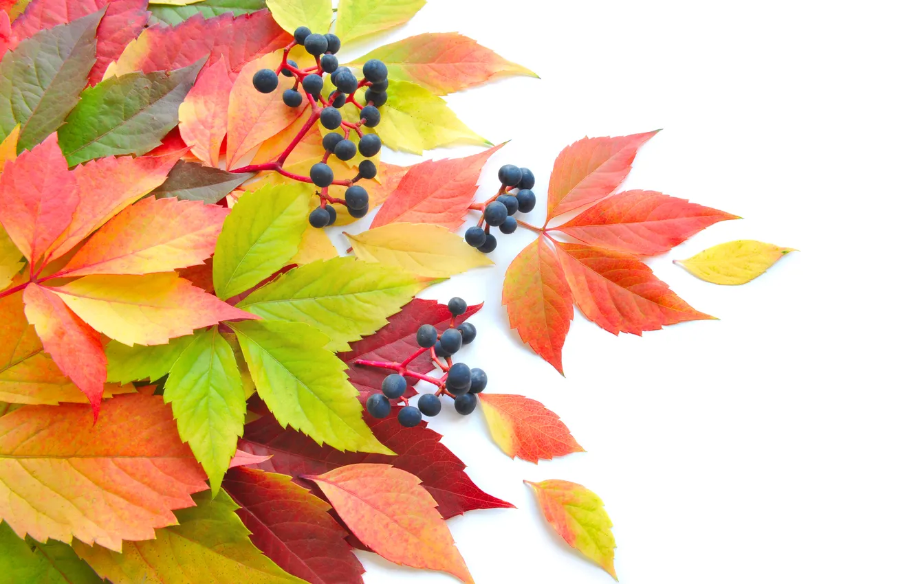 Фото обои осень, листья, ягоды, листва