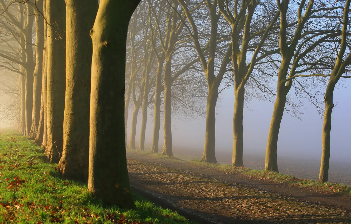 Фото обои дорога, деревья, природа, туман, утро