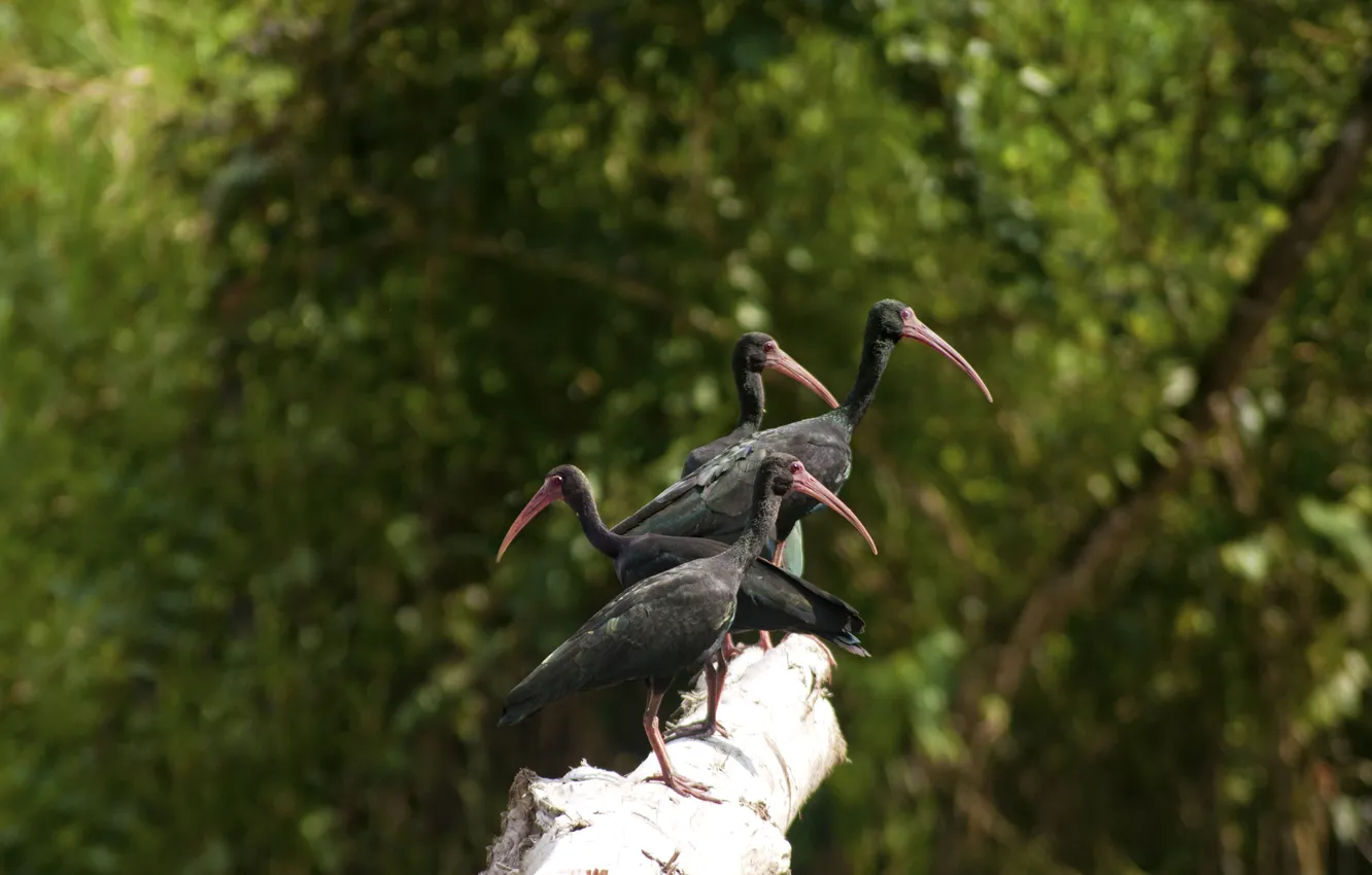 Фото обои птицы, природа, ибисы, up on a tree trunk, black ibis