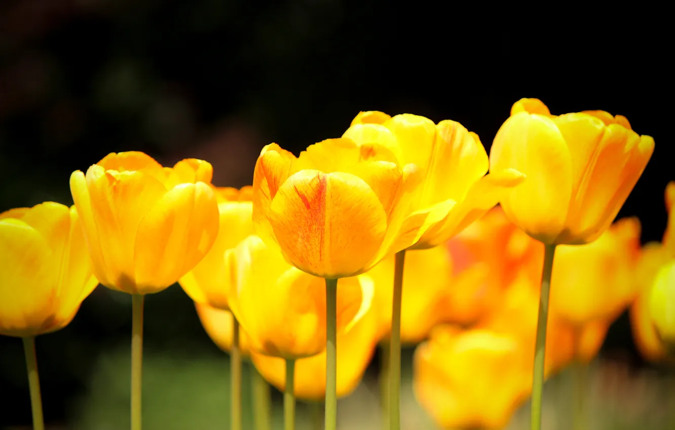 Фото обои природа, весна, желтые, тюльпаны