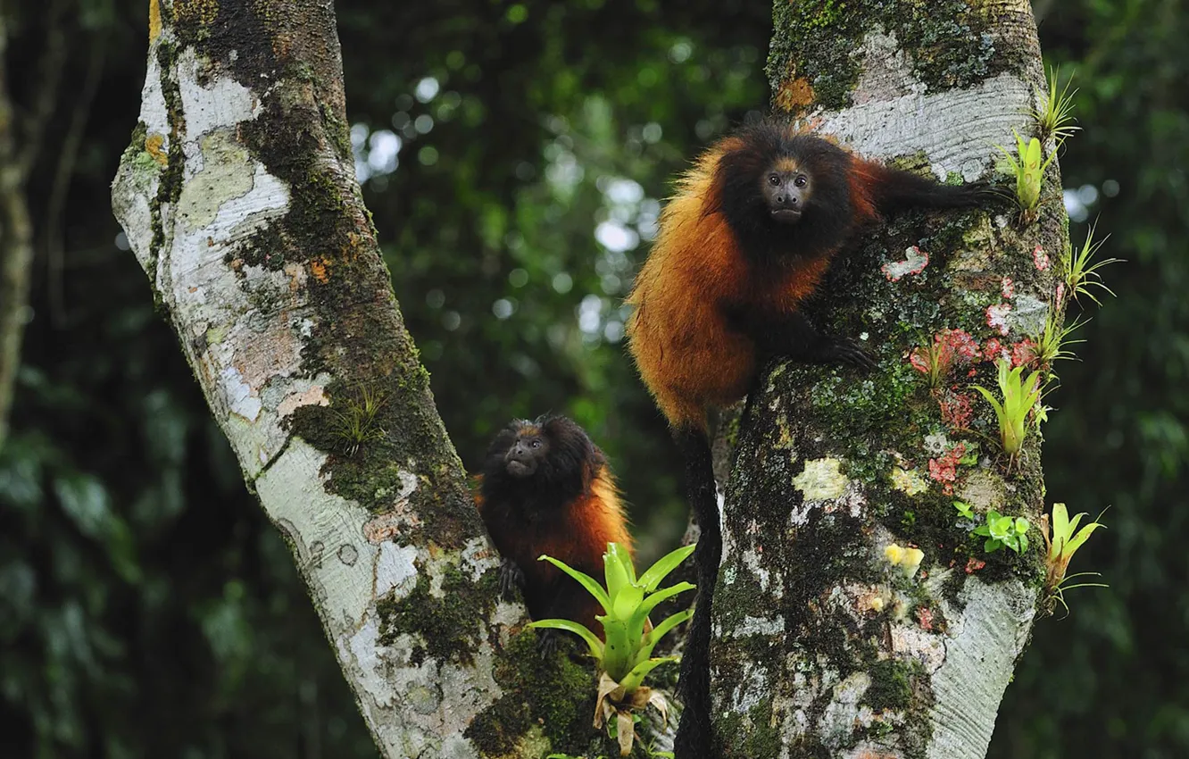 Фото обои Бразилия, примат, Парана, чернолицая львиная игрунка