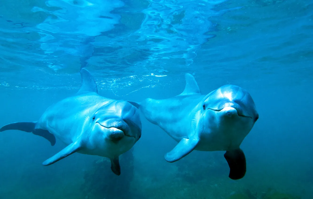 Фото обои море, вода, пара, дельфины