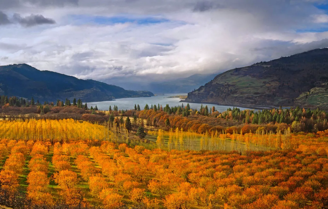 Фото обои осень, деревья, горы, озеро, Орегон, США, вишневый сад, Коламбия Ривер Гордж Нешнел Синик Арея