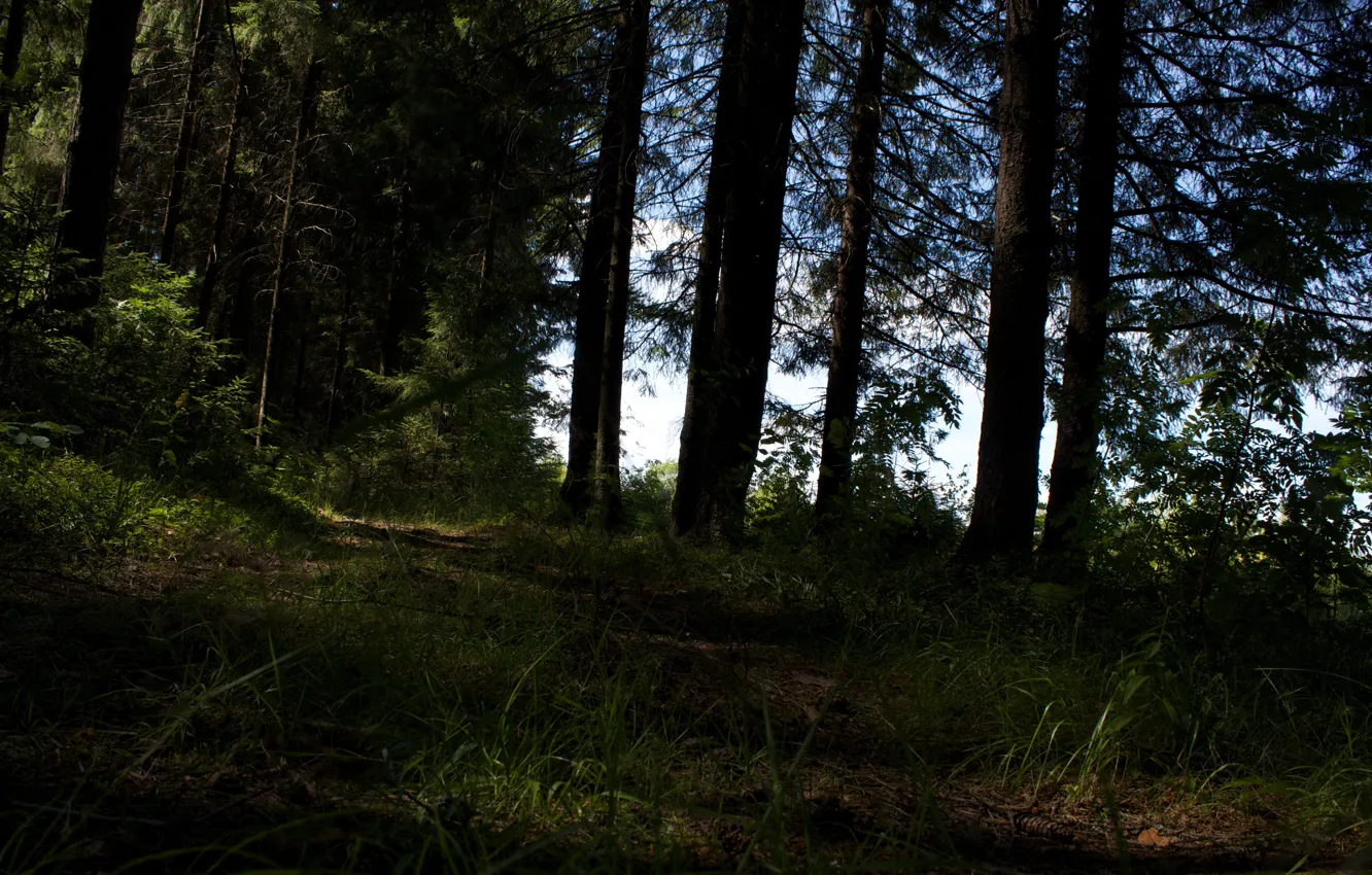 Фото обои лес, трава, деревья