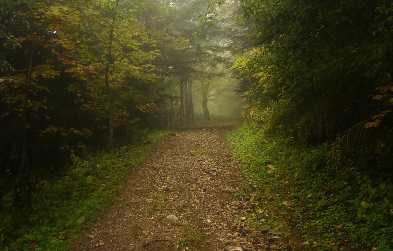 Фото обои дорога, лес, туман, дорожка, тропинка