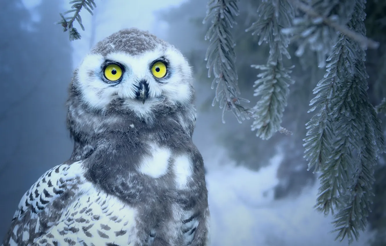Фото обои зима, лес, глаза, снег, сова, птица