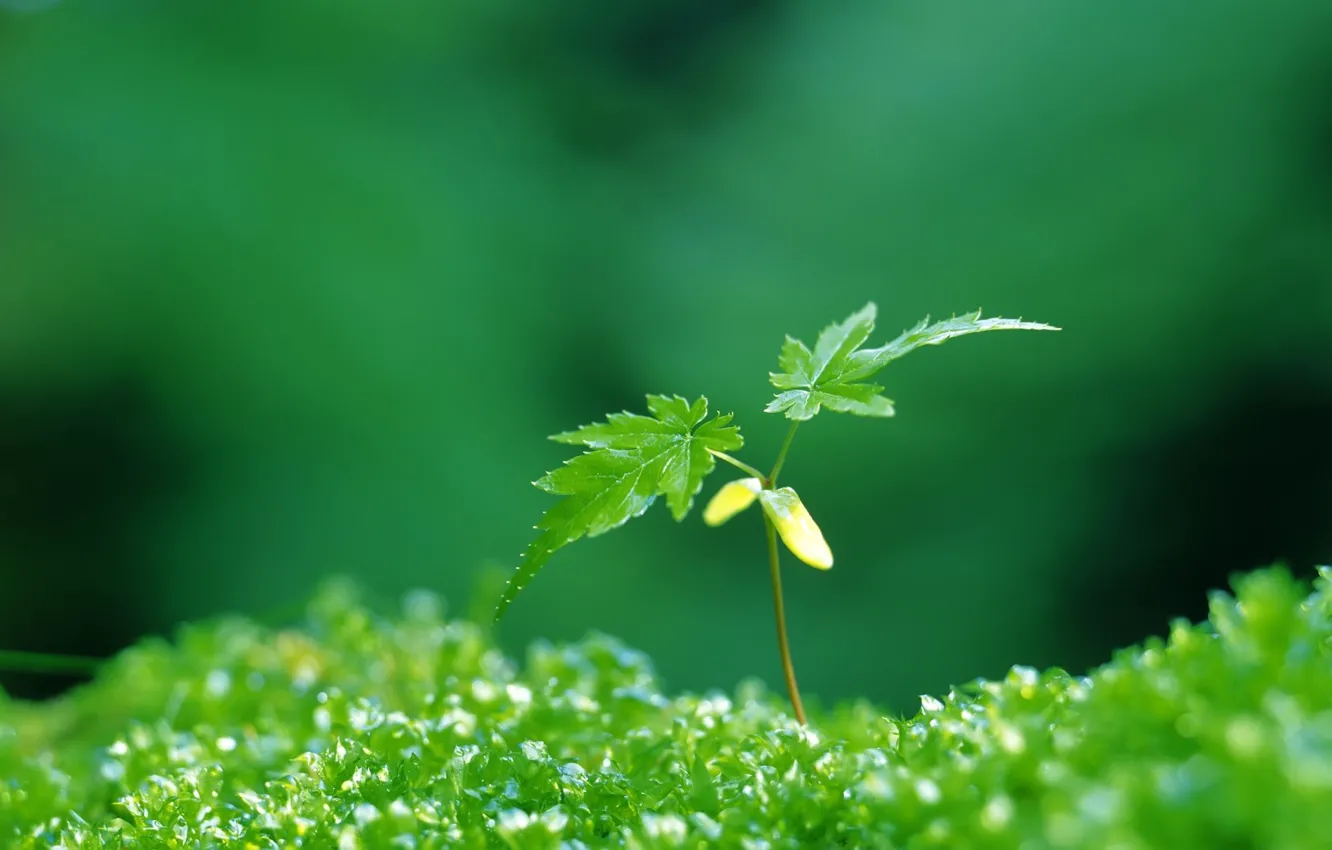 Фото обои зеленый, растение, листочки