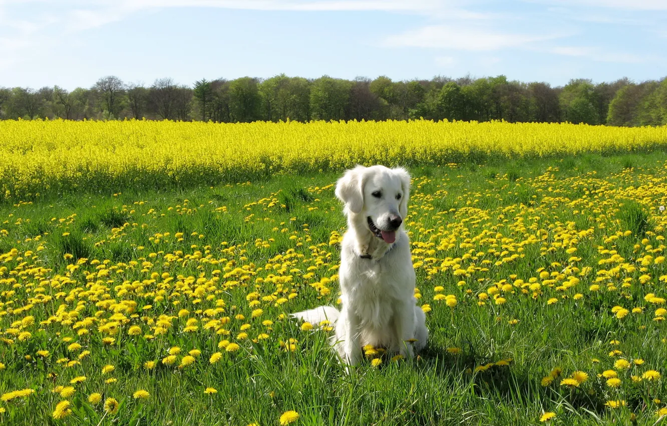 Фото обои поле, лето, собака