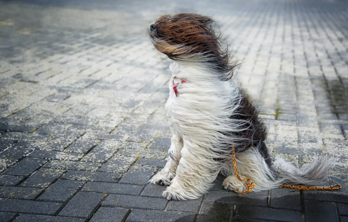 Фото обои ветер, улица, собака