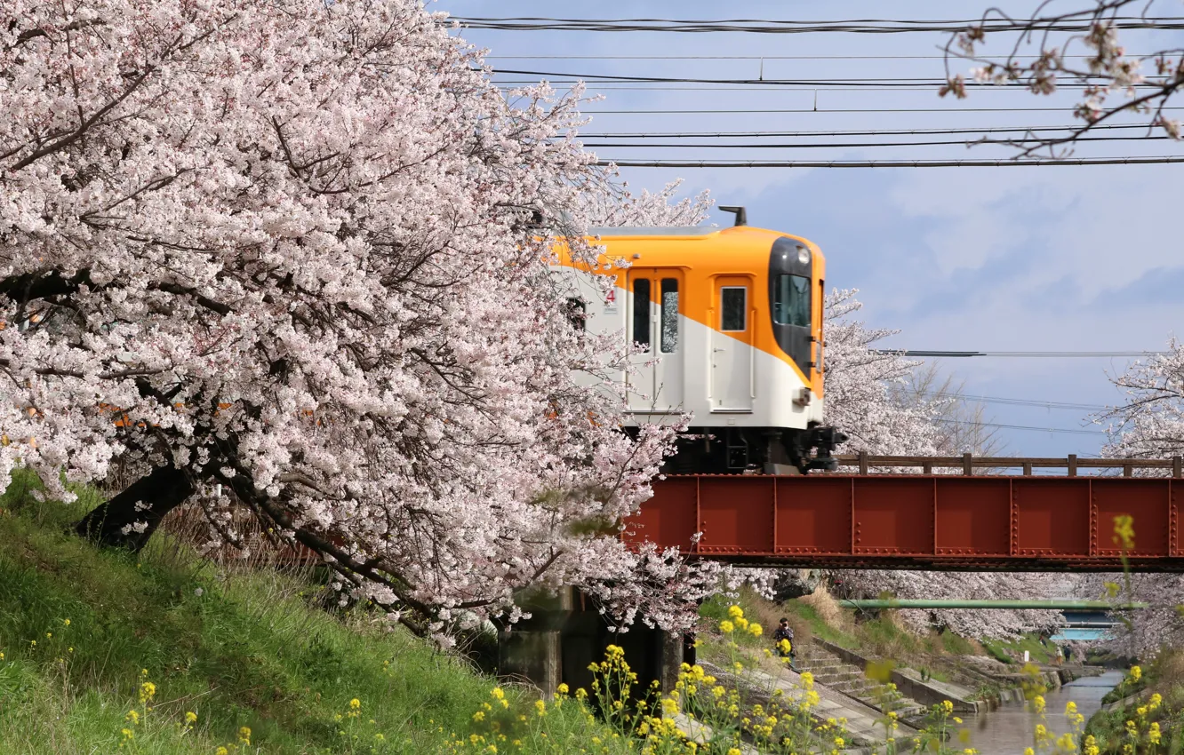 Фото обои Мост, Сакура, Япония, Поезд, Japan, Речка, Railway station, Железнодорожная станция