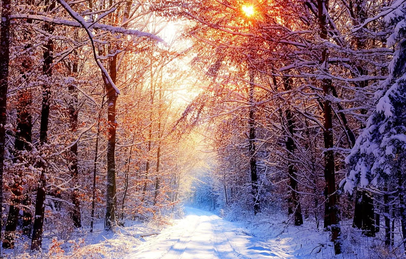 Фото обои Солнце, Природа, Зима, Дорога, Деревья, Снег, Лес, Ветки