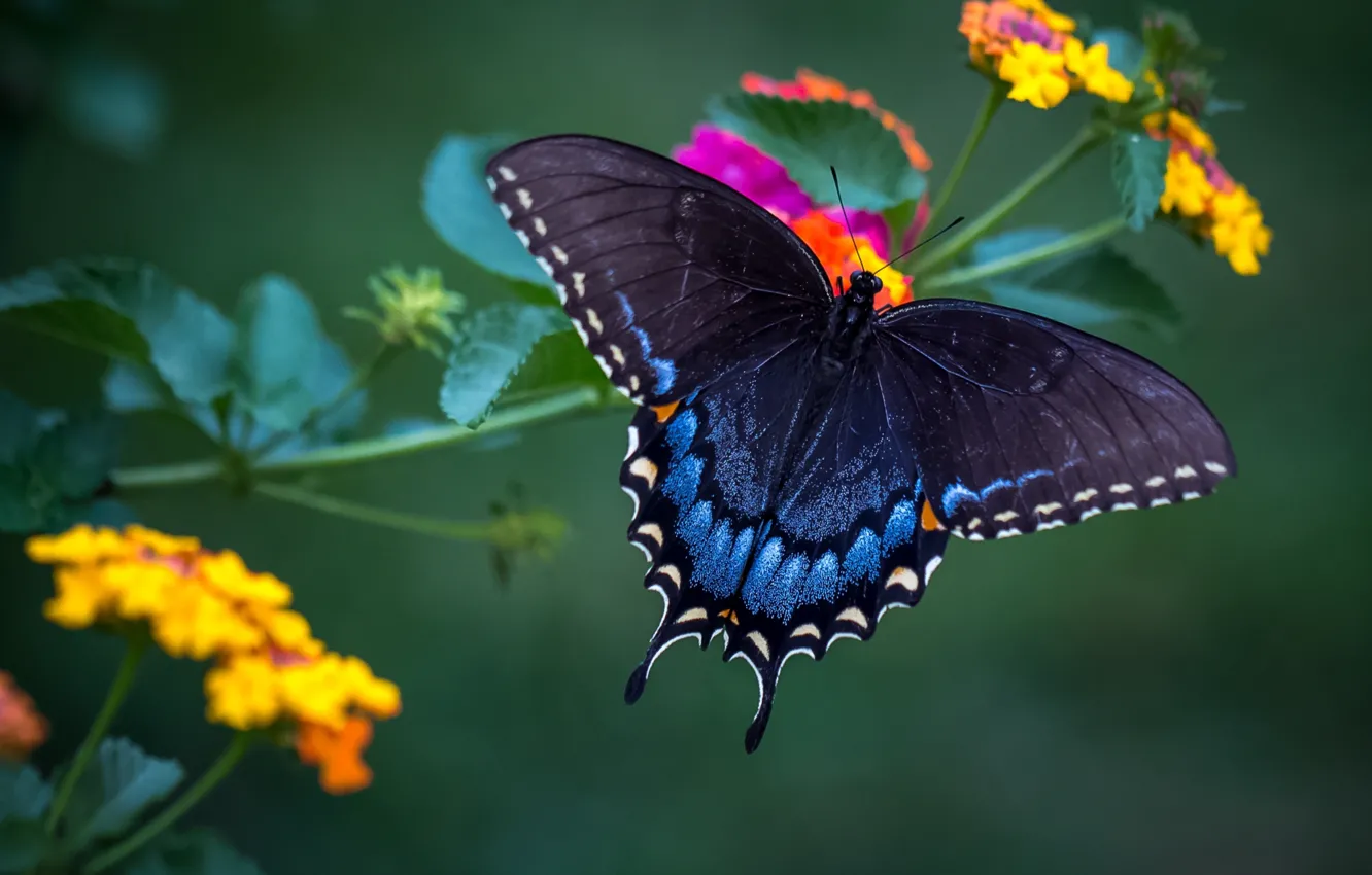 Фото обои бабочка, крылья, красавица, лантана
