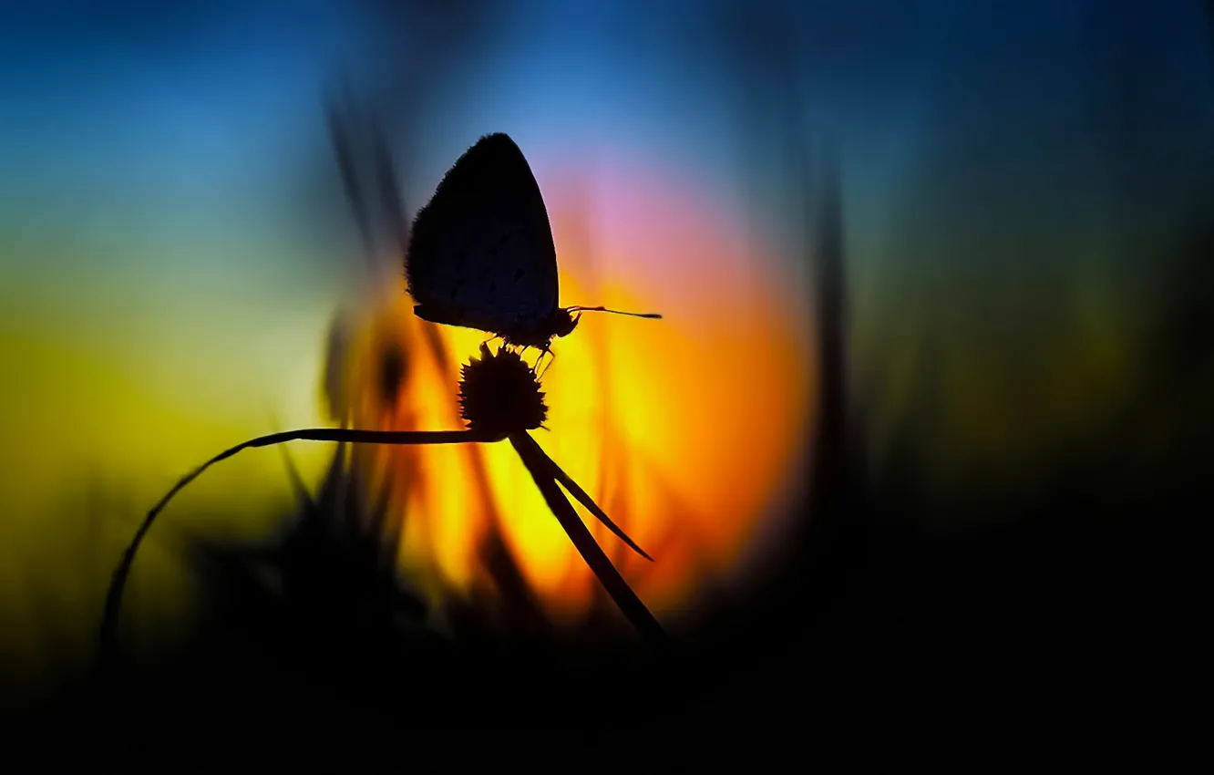 Фото обои трава, закат, бабочка, Солнце, силуэт