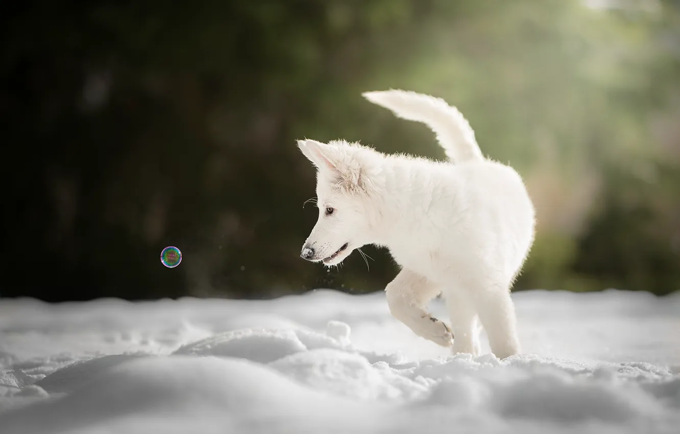 Фото обои зима, снег, щенок, пёсик, мыльный пузырь, Белая швейцарская овчарка