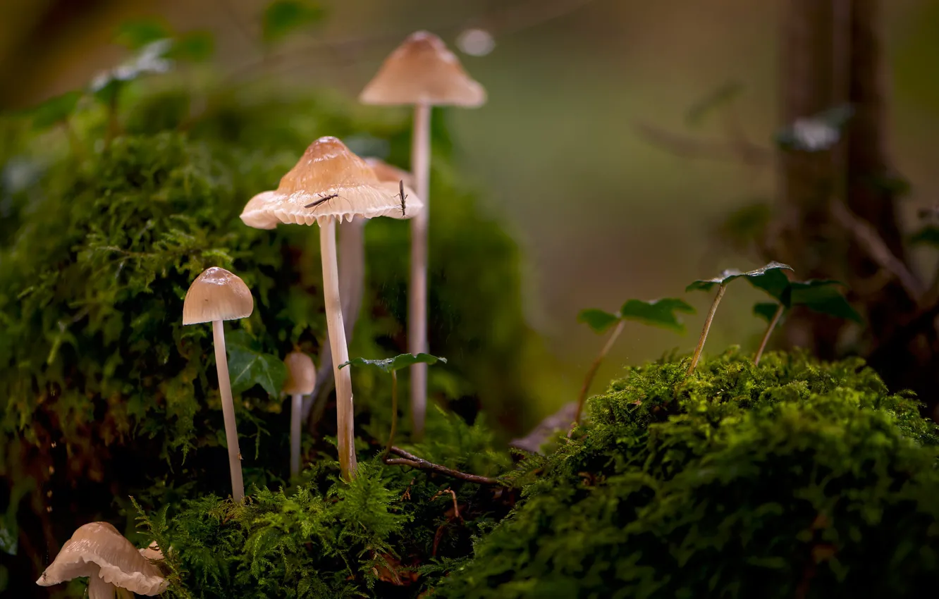 Фото обои макро, грибы, мох
