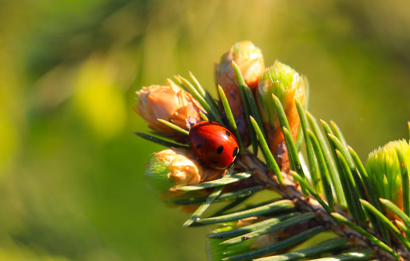 Фото обои insect, ladybird, twig