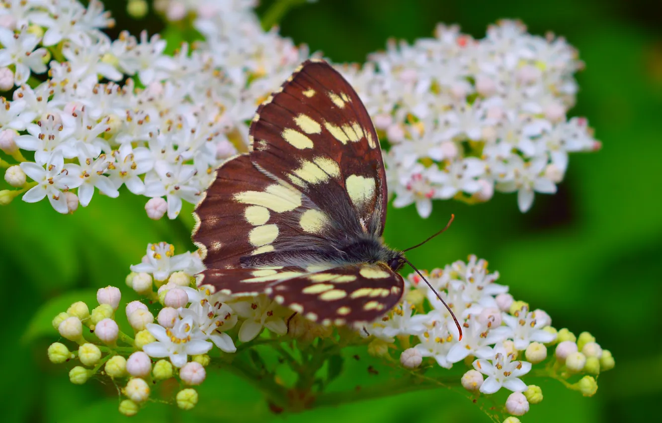 Фото обои Макро, Весна, Бабочка, Spring, Цветение, Macro, Butterfly, Flowering