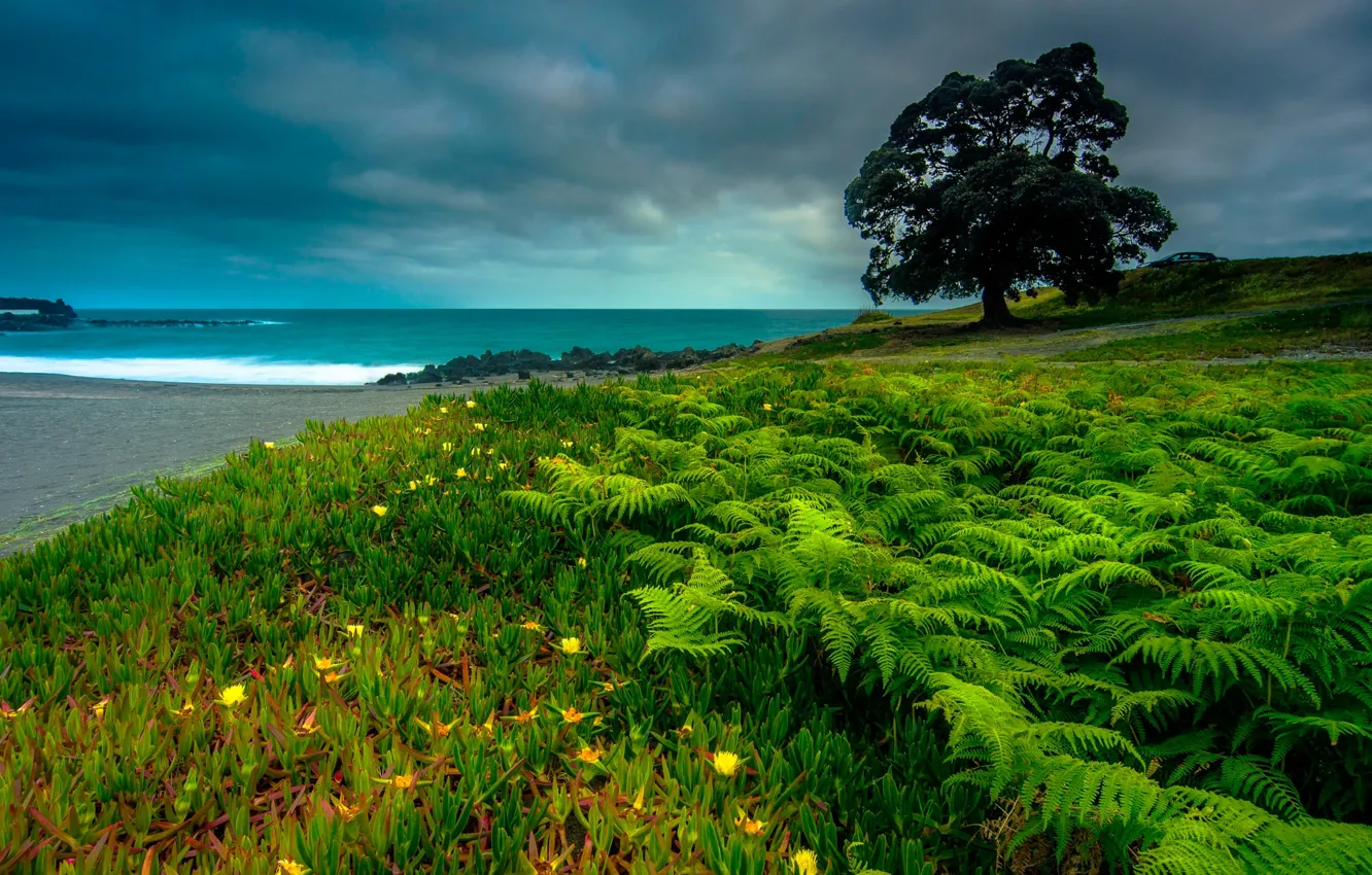 Фото обои море, зелень, небо, тучи, дерево, побережье, горизонт, Португалия