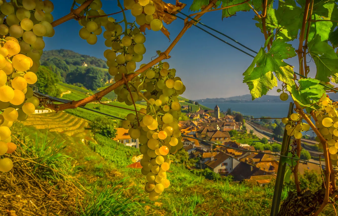 Фото обои вид, Швейцария, виноград, городок, Switzerland, Twann, Тван