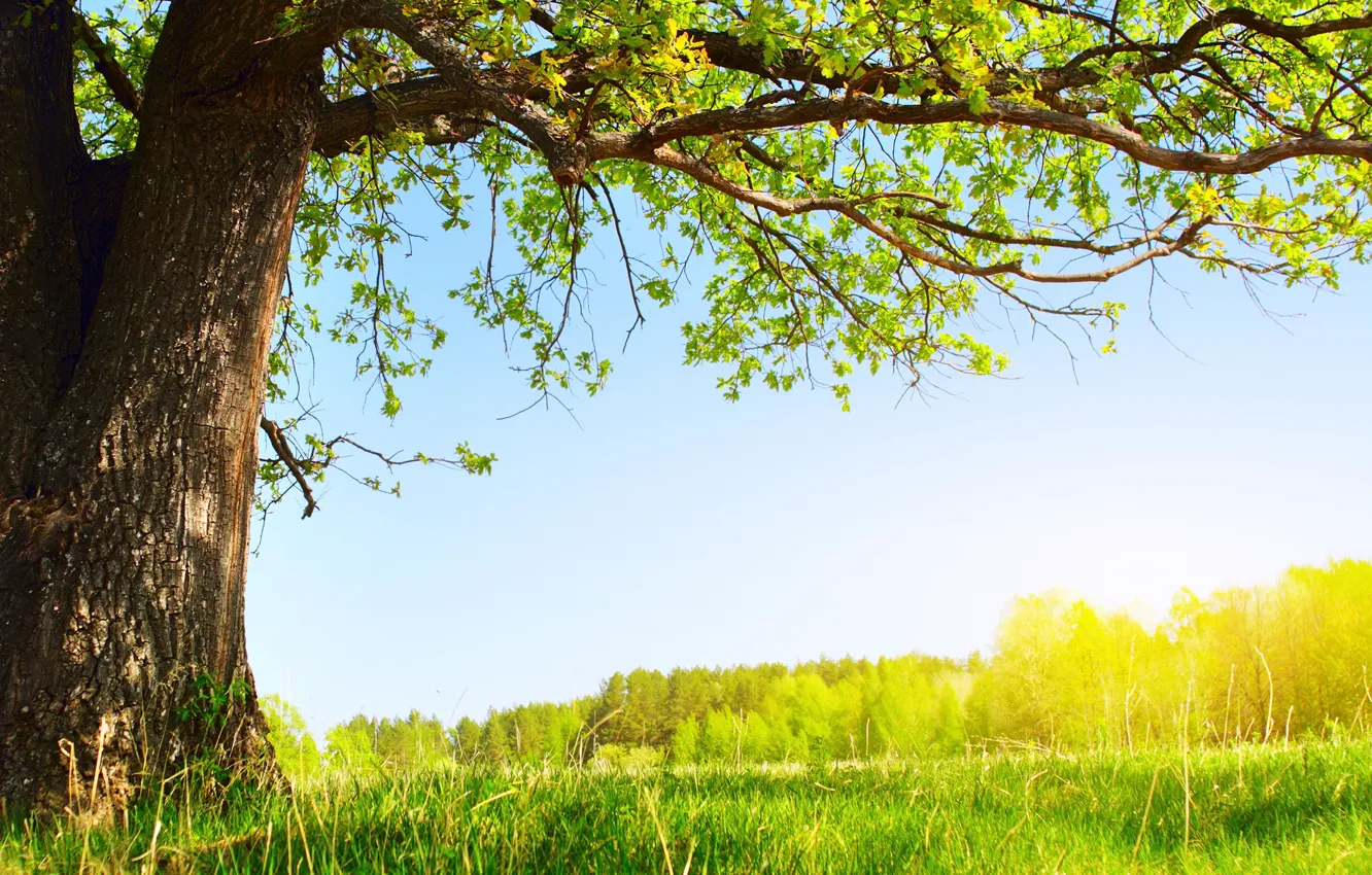 Фото обои зелень, лето, солнце, природа, дерево, листва, Under the tree