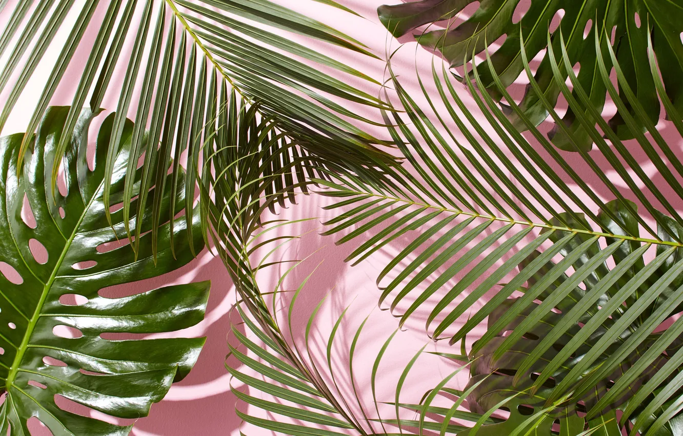 Фото обои Фон, Background, Palm Leaves, Пальмовые Листья