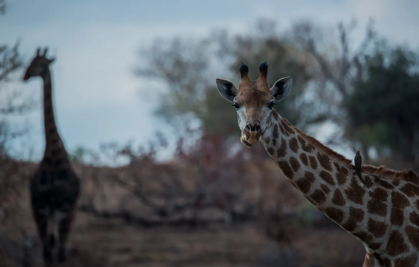 Фото обои морда, жираф, Африка, шея