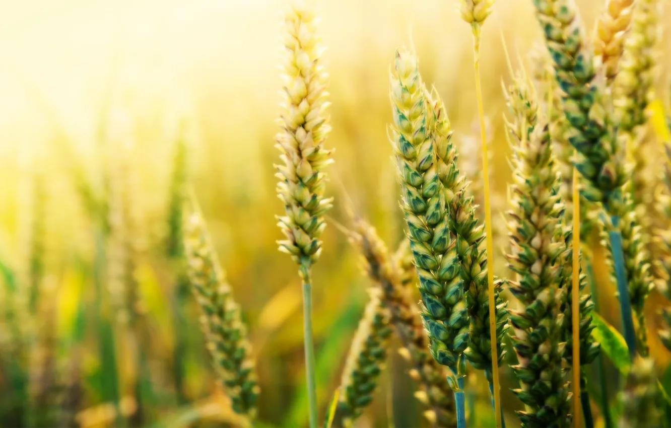Фото обои пшеница, поле, макро, природа, колоски, злаки