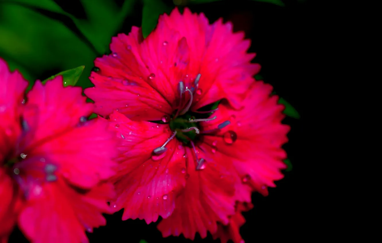 Фото обои макро, лепестки, цветение, гвоздика, ярко-розовая