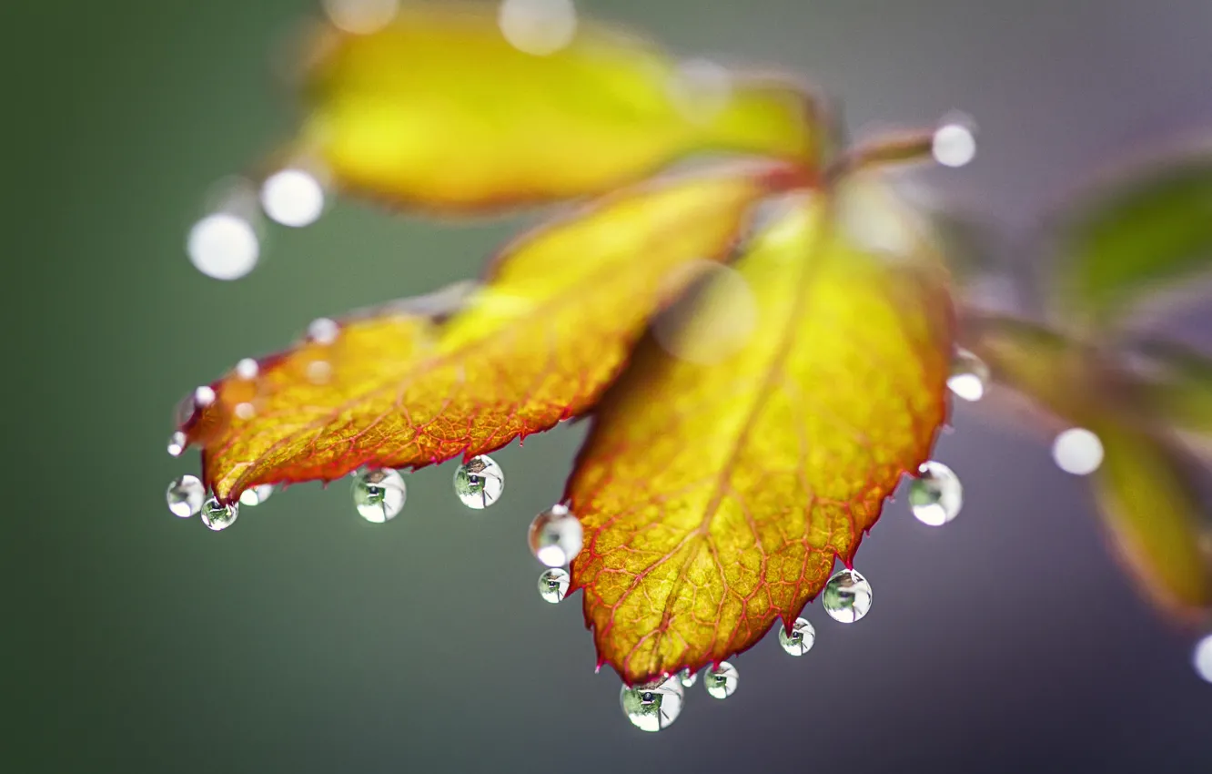 Фото обои осень, листья, вода, капли, роса