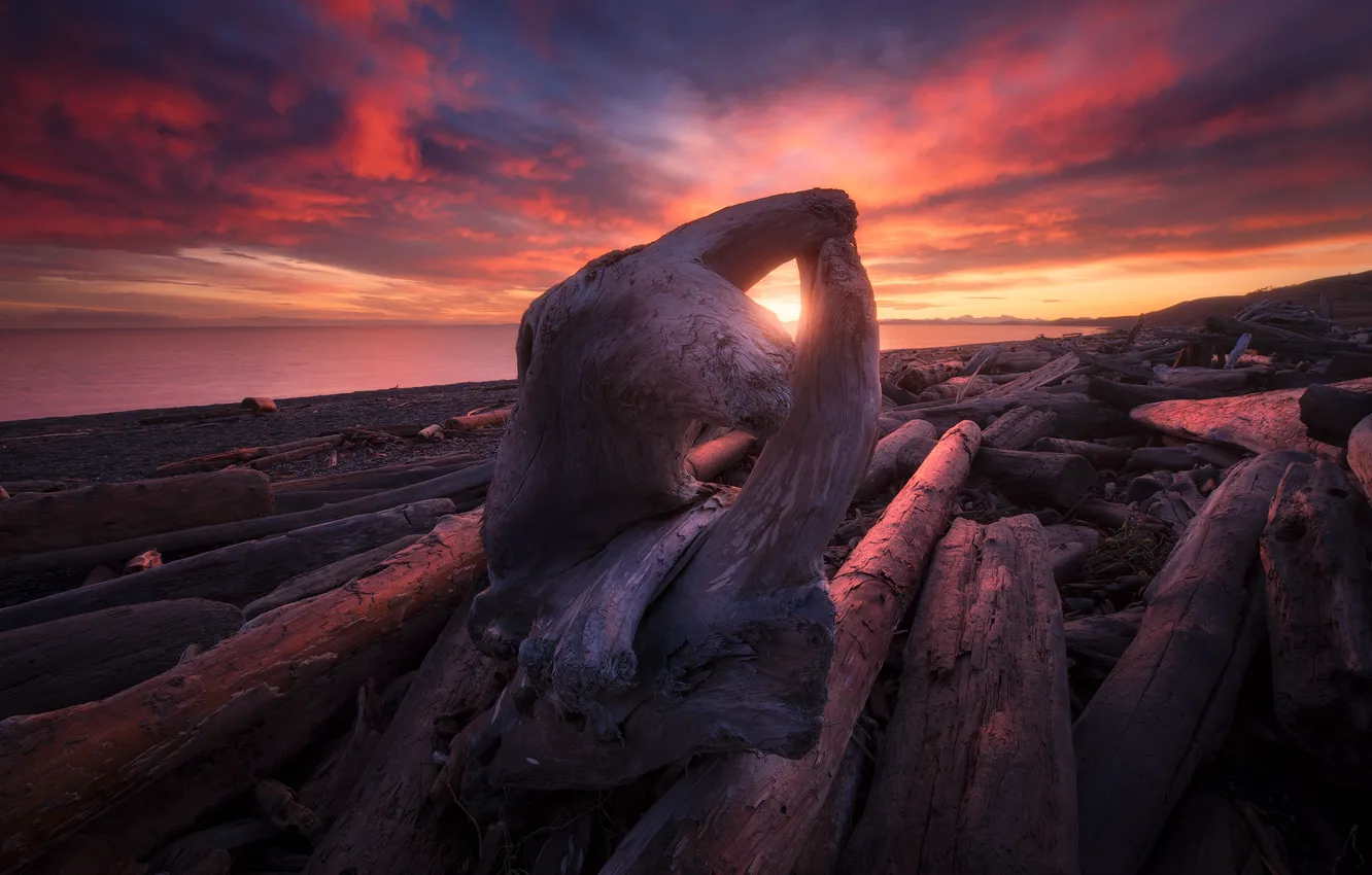 Фото обои море, закат, берег, коряга