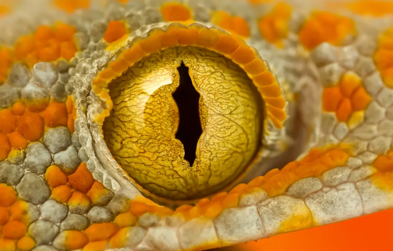 Фото обои white, yellow, orange, reptile, rainforest, gecko, tokay