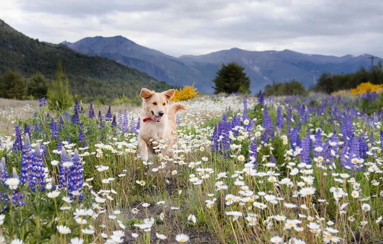 Фото обои поле, лето, цветы, горы, ромашки, собака, луг, люпины