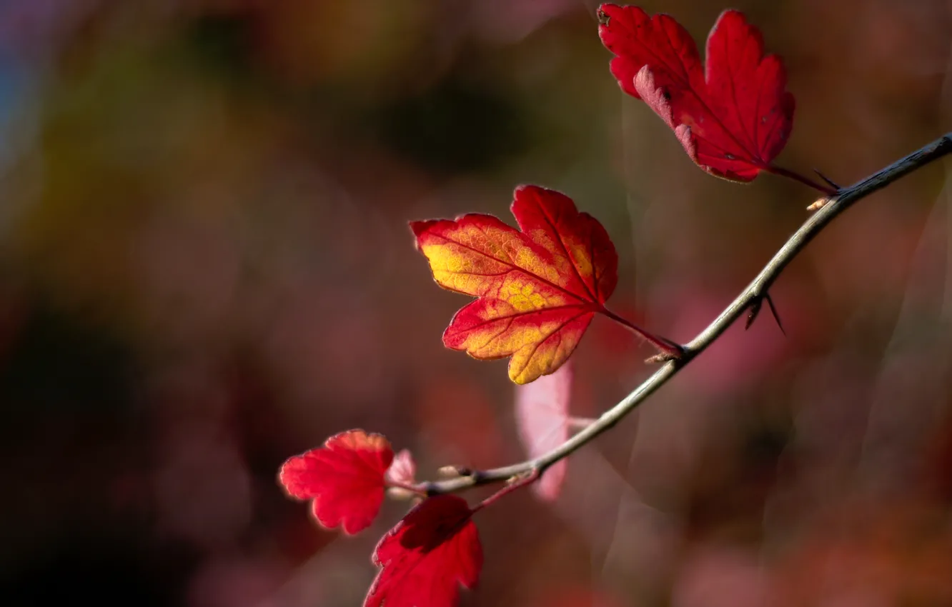 Фото обои осень, листья, веточка, размытость, боке