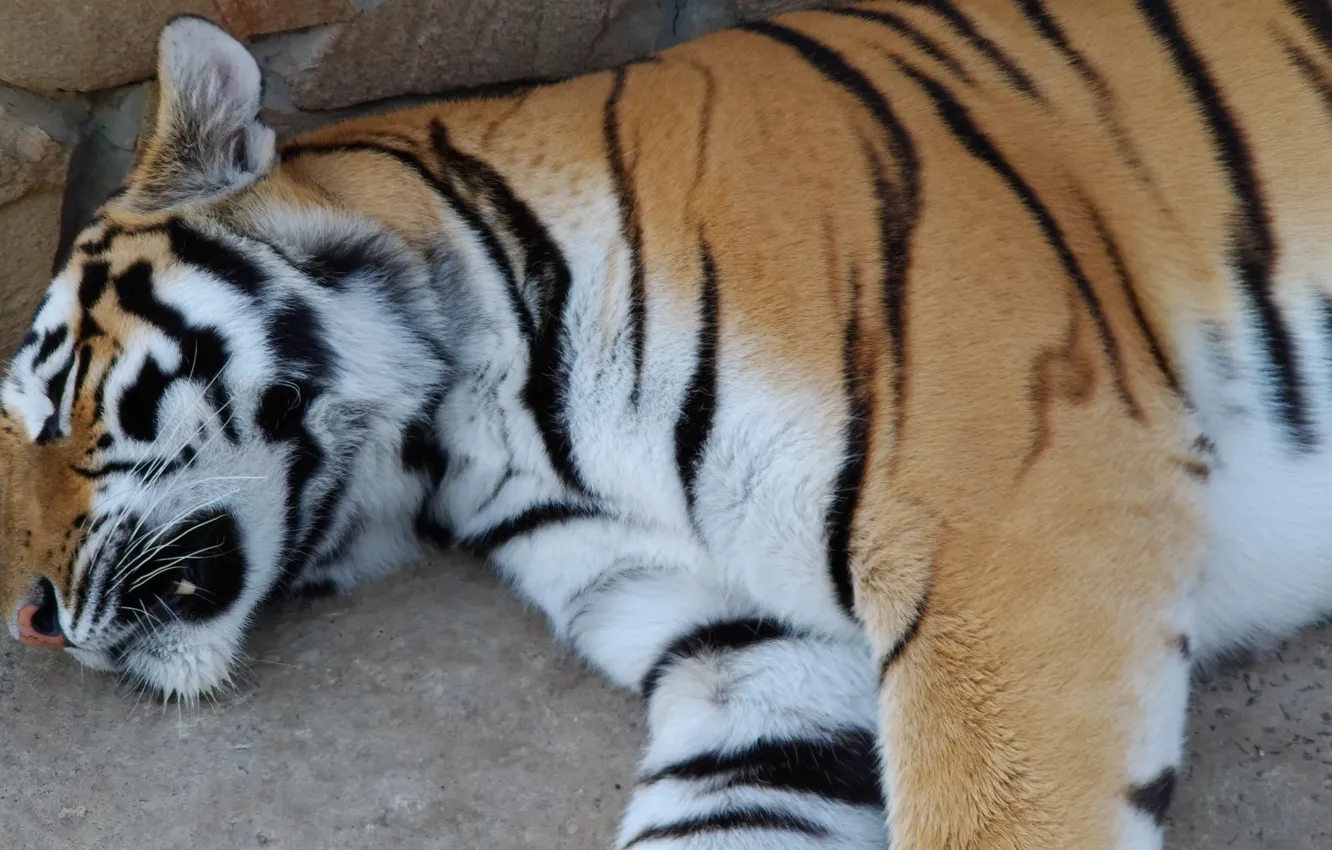 Фото обои животные, тигр, спит