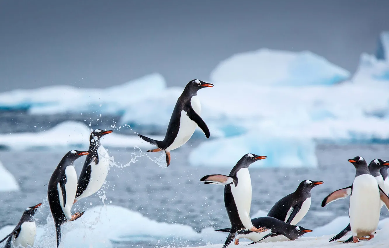 Фото обои птицы, Антарктика, остров Данко, субантарктические пингвины