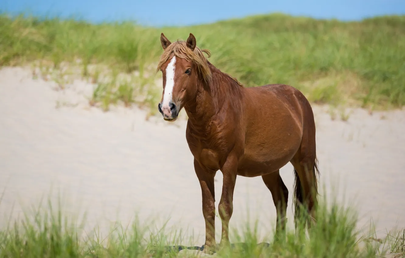 Фото обои песок, трава, морда, конь, лошадь