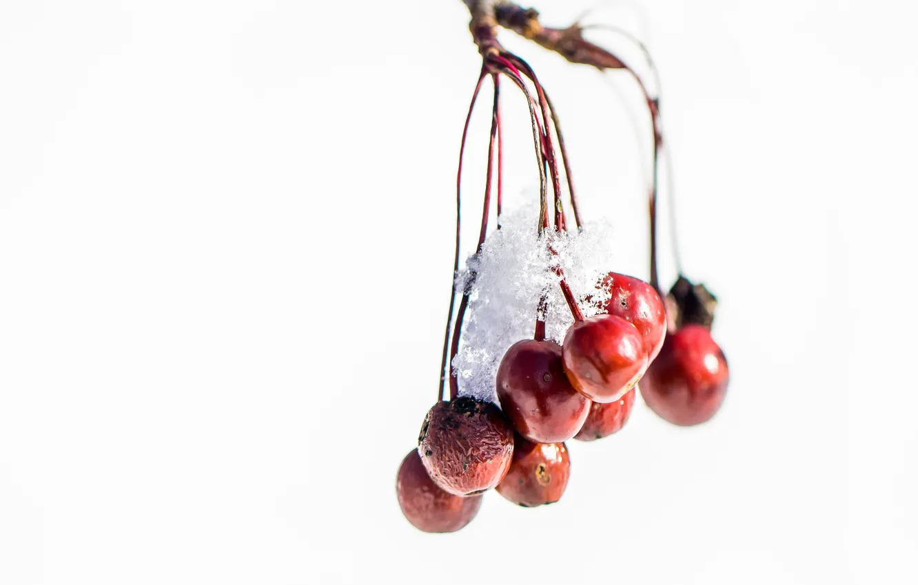 Фото обои winter, snow, crab apples