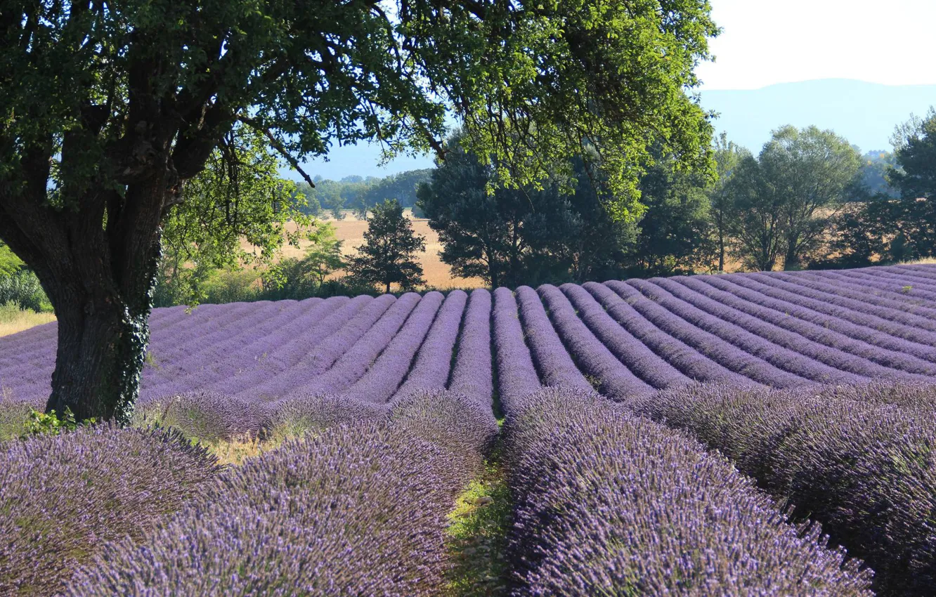 Фото обои поле, Франция, лаванда, Provence, LUBÉRON