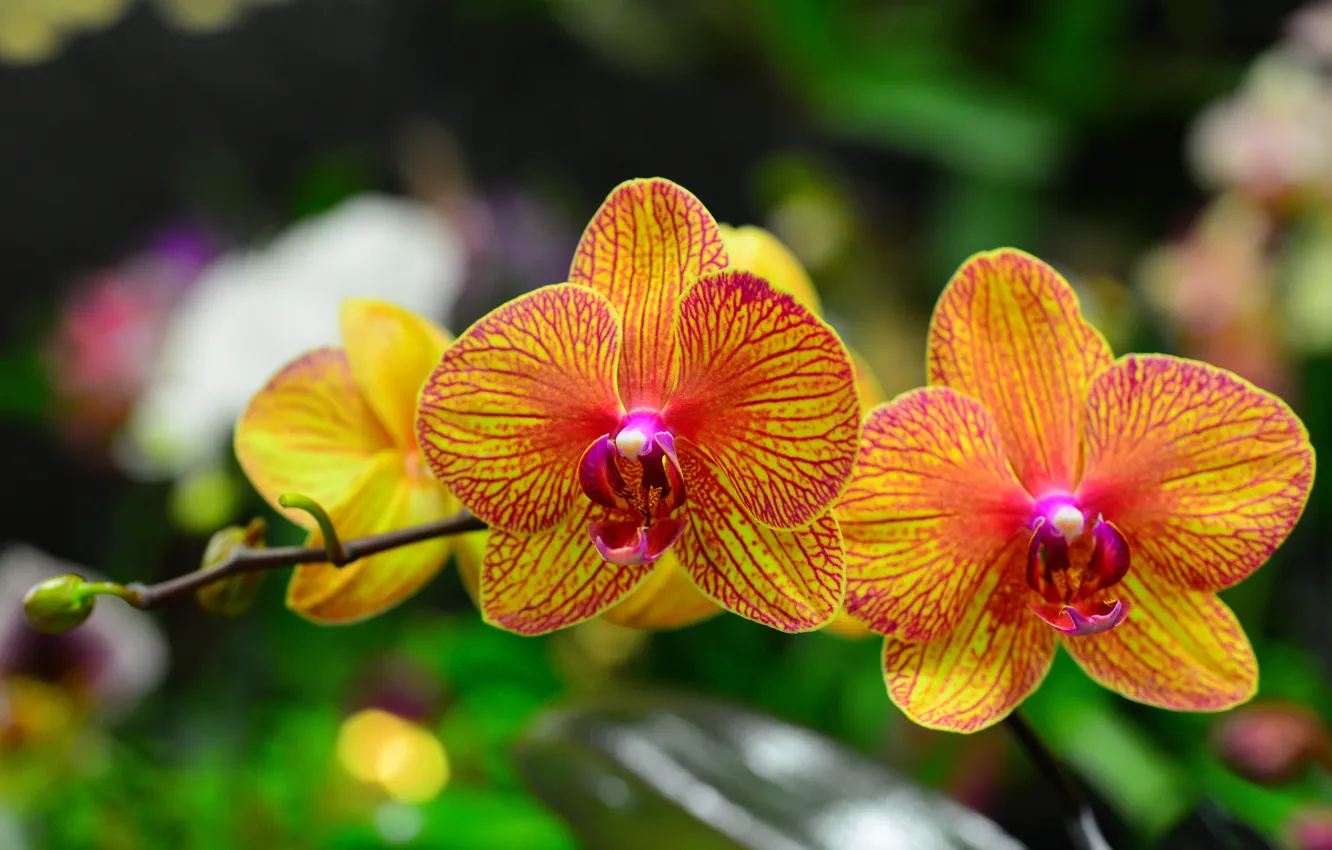 Фото обои макро, ветка, лепестки, орхидея