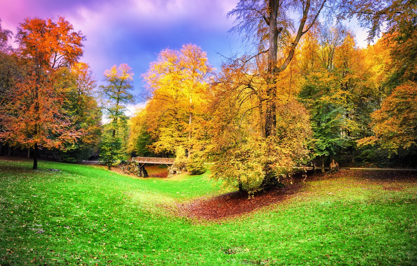 Фото обои осень, лес, листья, деревья, парк, colorful, forest, landscape