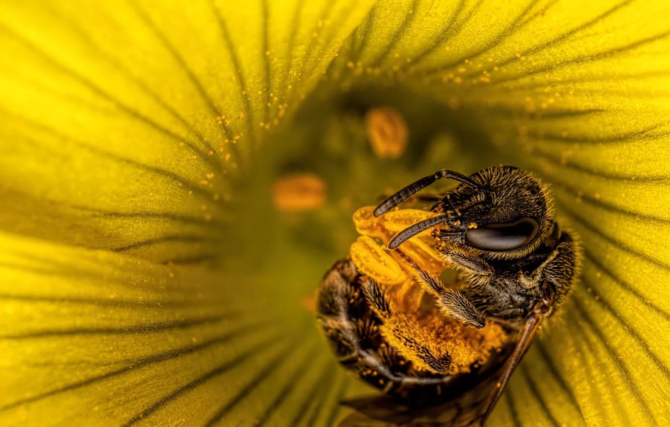 Фото обои цветок, макро, желтый, поза, пчела, пыльца, тычинки, насекомое