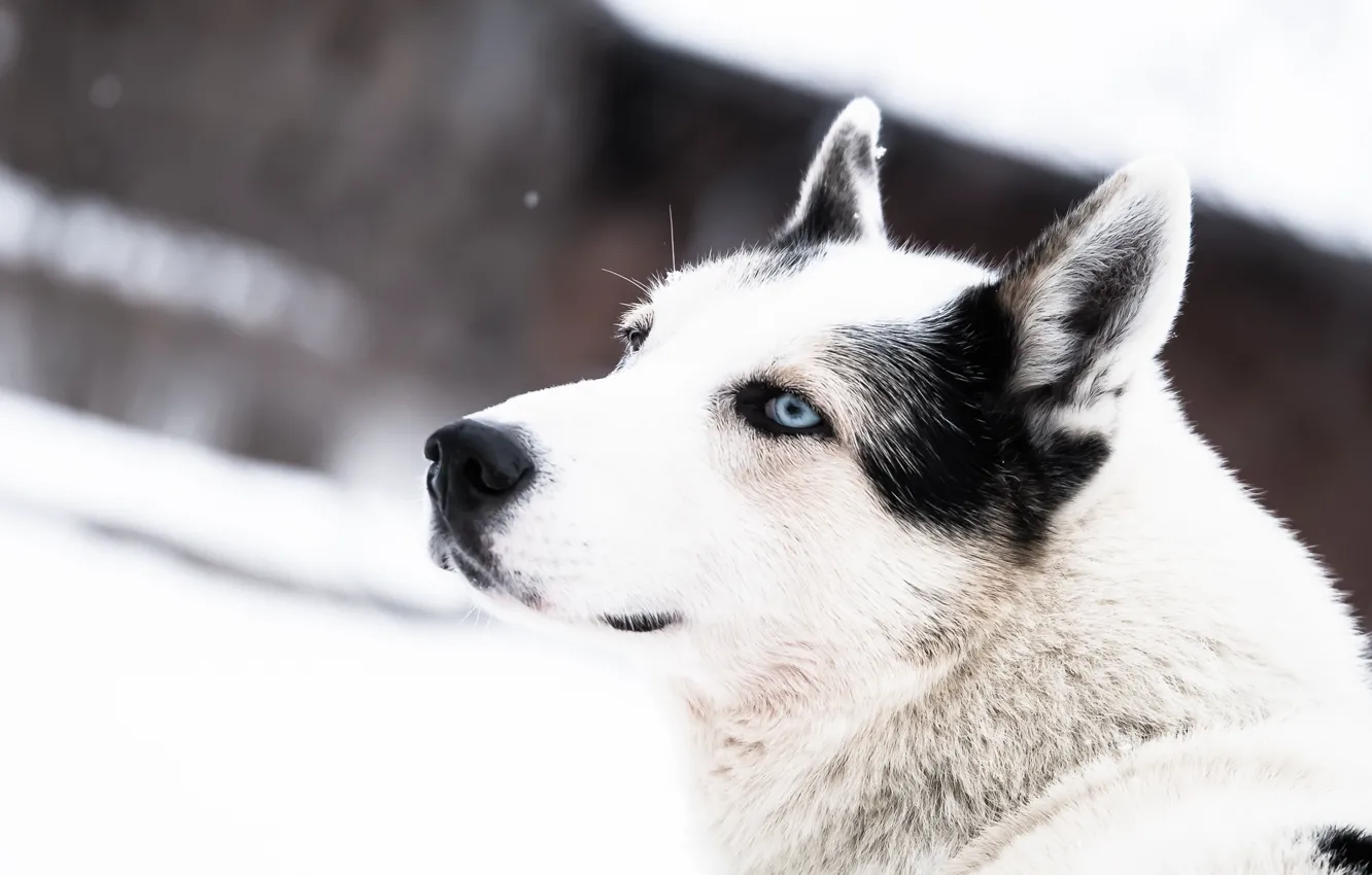 Фото обои зима, морда, снег, собака, голубые глаза, хаски