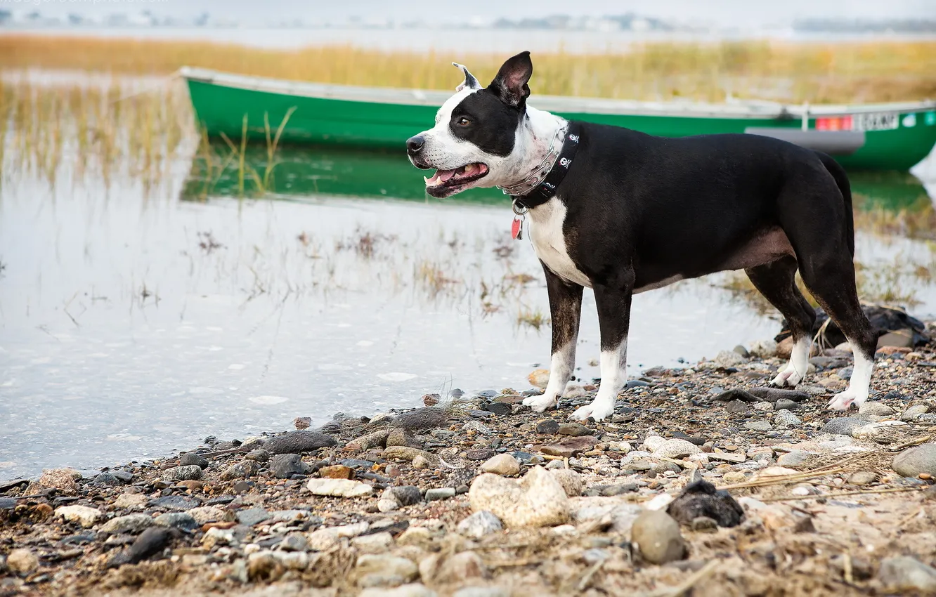 Фото обои озеро, лодка, собака
