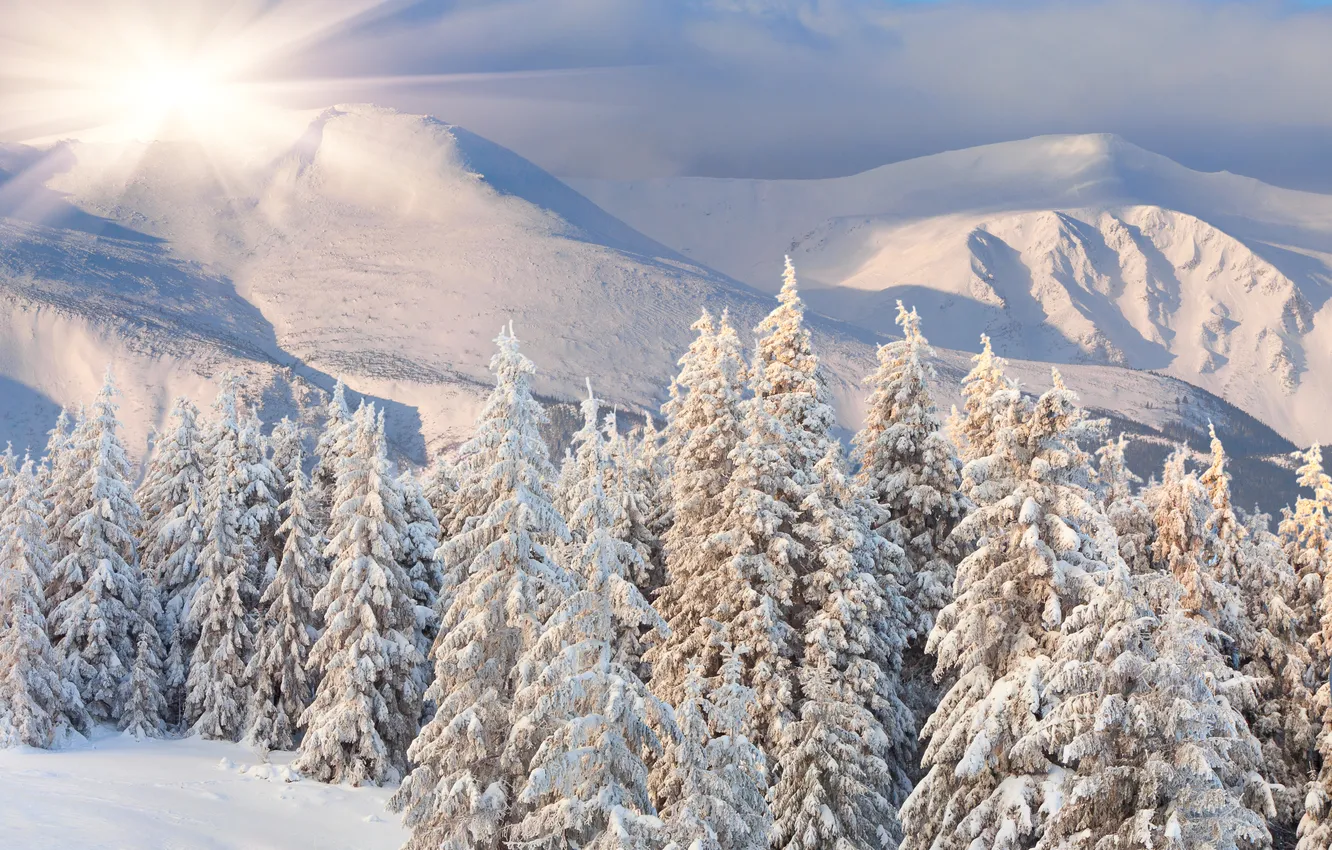 Фото обои зима, лес, солнце, снег, рассвет, холмы, сопки